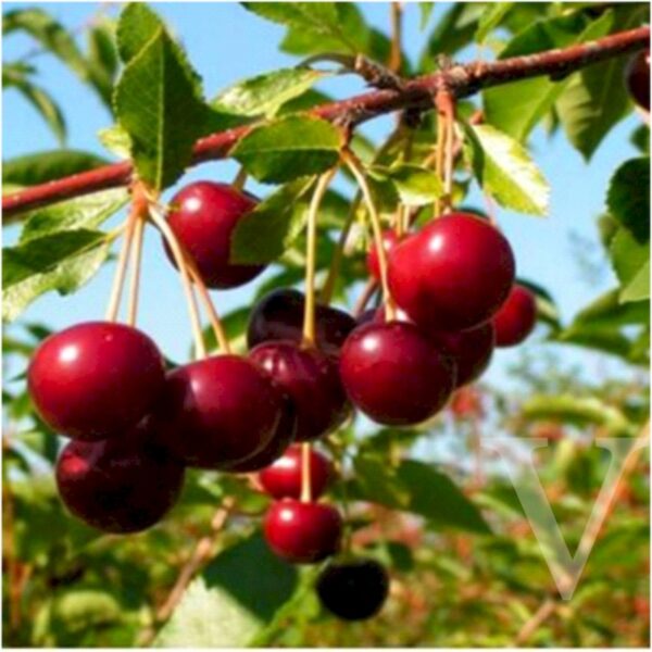 Prunus cerasus 'Erdi botermo' (Višnja)