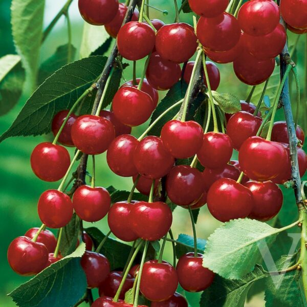 Prunus cerasus 'Meteor' (Višnja)