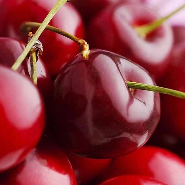 Prunus cerasus 'Oblačinska'