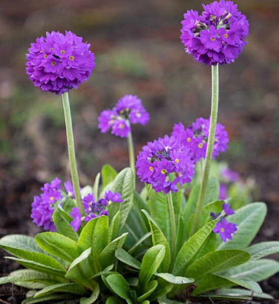 Primula dentic. 'Prom Lilac'  (Jeglič)