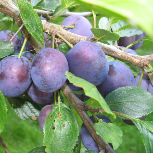 Prunus domestica 'Čačanska Lepotica' (Sliva)