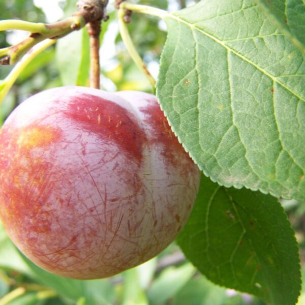 Prunus domestica 'Sermina' (Sliva)