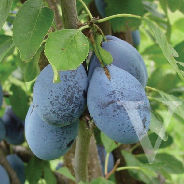 Prunus domestica 'Stanley' (Sliva)