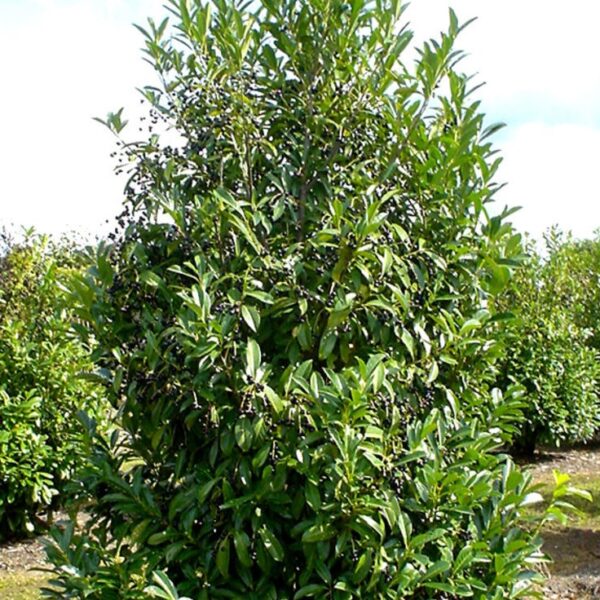 Prunus lauroc. 'Caucasica' (Lovorikovec)