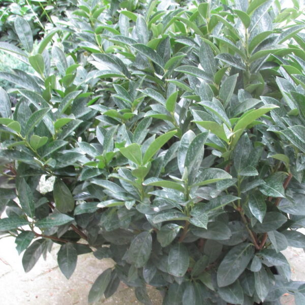 Prunus lauroc. 'Cippora' (Lovorikovec)