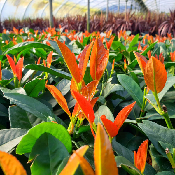 Prunus laurocerasus 'Copperbell®' (Lovorikovec)