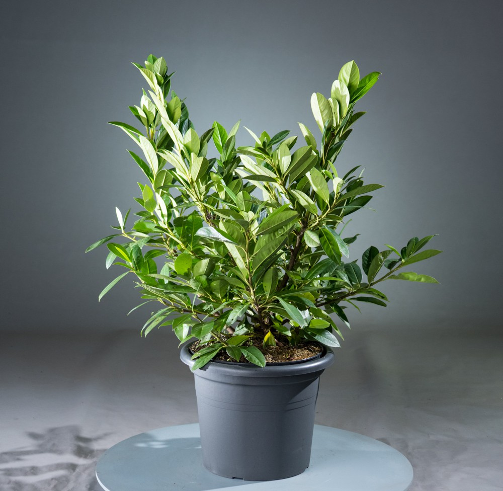 PRLAVANE_2.jpg Prunus laurocerasus 'Van Nes' (Lovorikovec) - slika 1