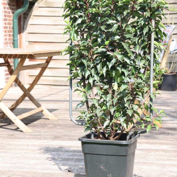 Prunus lusitanica 'Brenelia' (Portugalski lovorikovec)