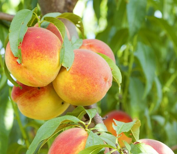 Prunus persica 'Bonansa' (Pritlikava breskev)