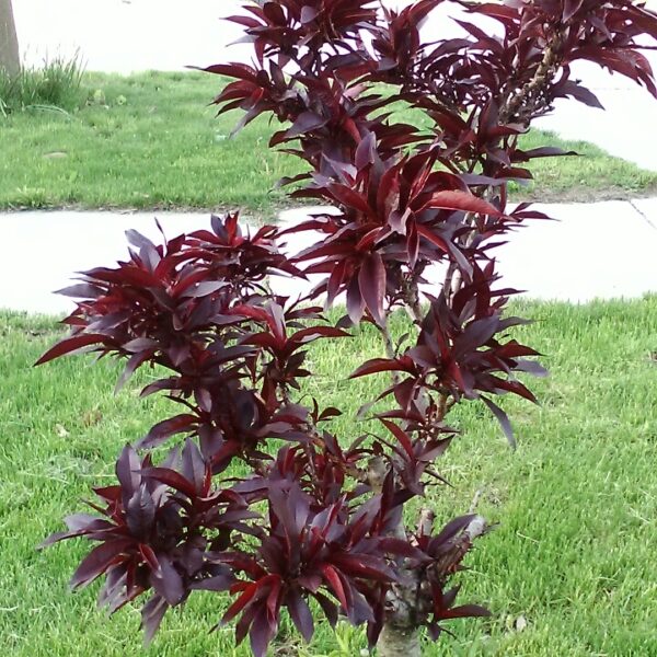 Prunus persica 'Crimson' (Rdečelist. okrasna breskev)