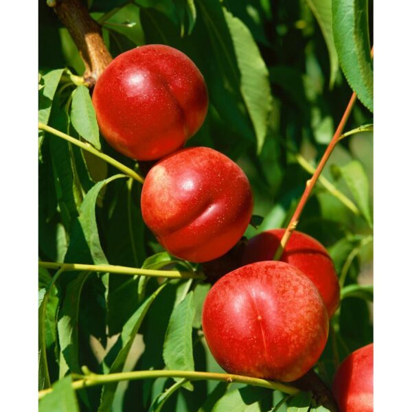 Prunus persica 'Fantasia'