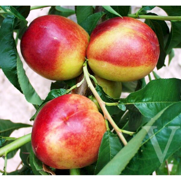 Prunus persica 'Flavortop' (Nektarina)