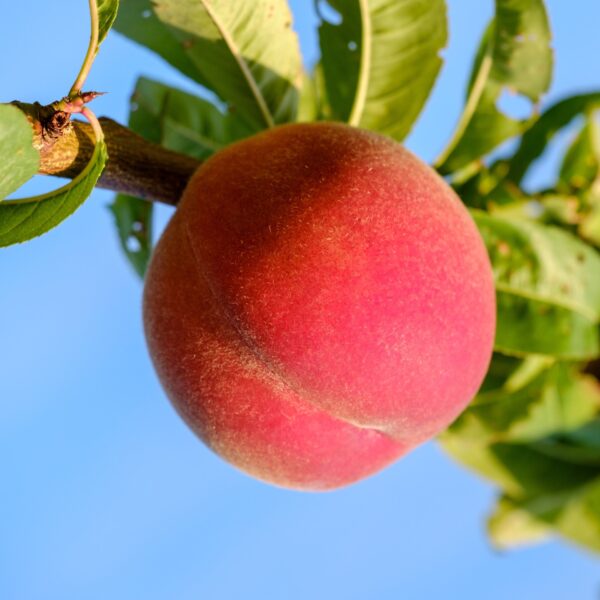 Prunus persica 'Michelini' (Breskev)