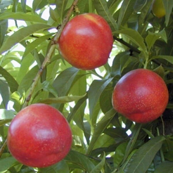 Prunus persica var.nucipersica 'Majska vatra' - Nektarina