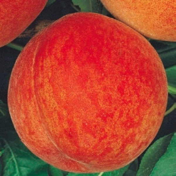 Prunus persica 'Springtime' (Breskev)