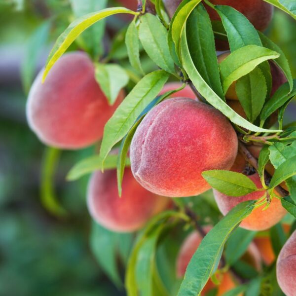Prunus persica 'Sunbeam' (Breskev)