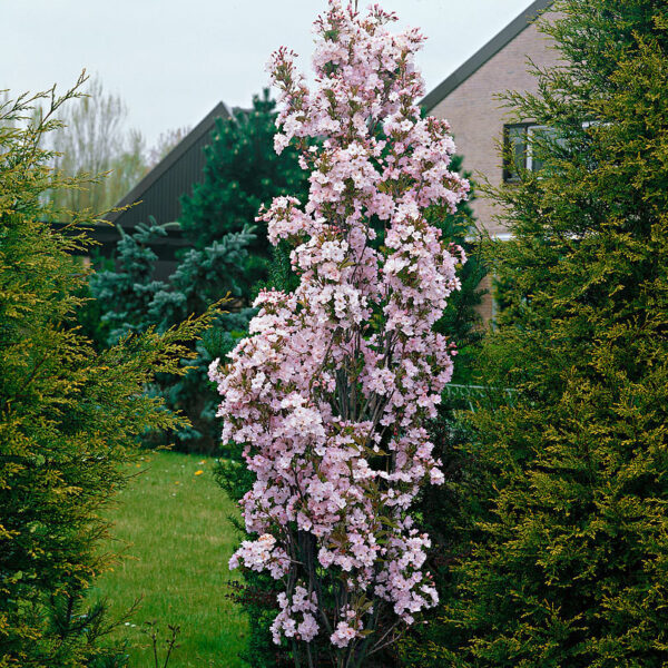 Prunus serrulata 'Amanogawa' (Stebrasta japonska češnja)