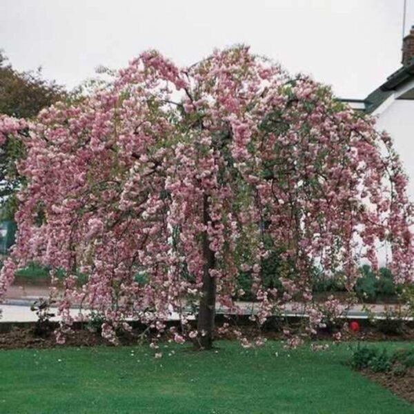 Prunus serrulata 'Kiku-Shidare-Zakura' (Povešava japonska češnja)