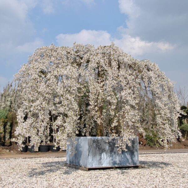Prunus x yedoensis 'Shidare Yoshino' (Japonska češnja)