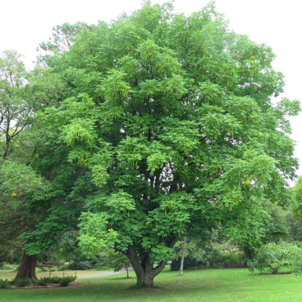 Pterocarya fraxinifolia (Kavkaški krilati oreškar)