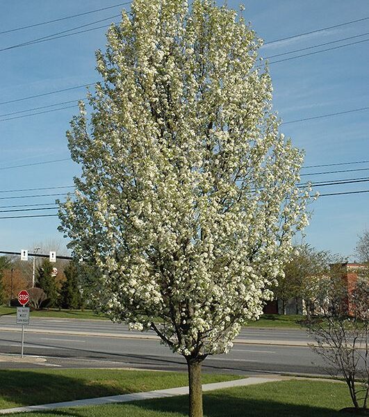 Pyrus calleryana 'Chanticleer' (Stožčasta okrasna hruška)