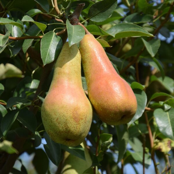 Pyrus communis 'Abate Fetel' (Hruška)