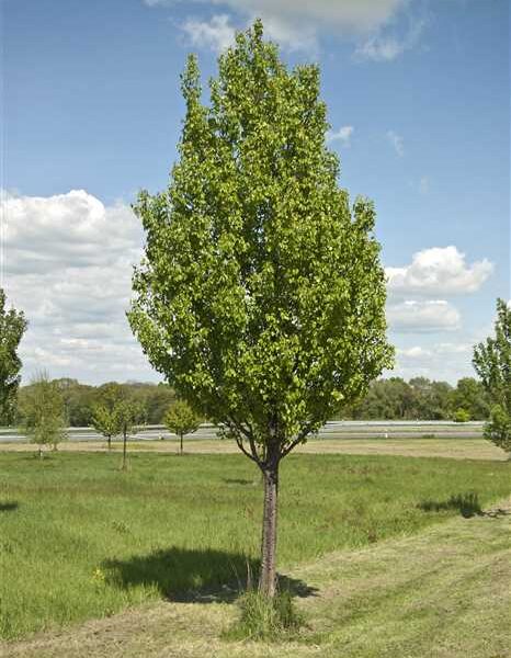 Pyrus communis 'Beech Hill' (Hruška)