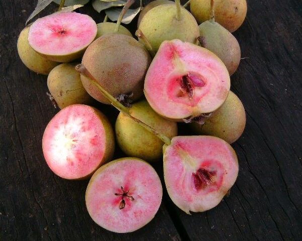 Pyrus communis 'Lubeničarka' (Hruška)