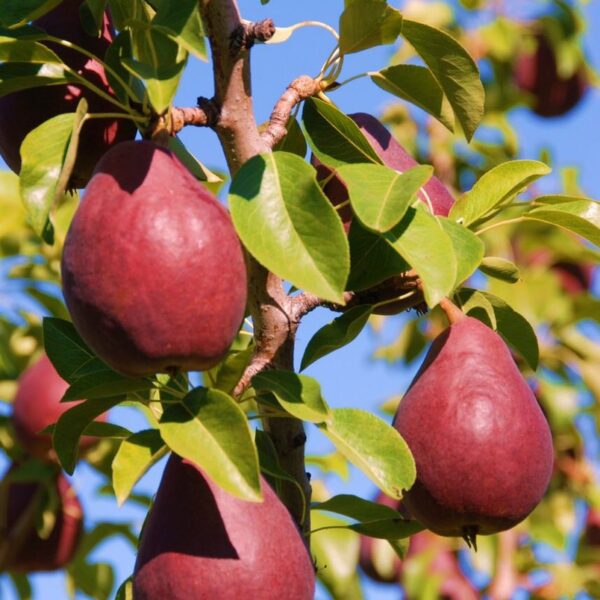 Pyrus communis RED FAWORYTKA 'Starkrimson' (Hruška)