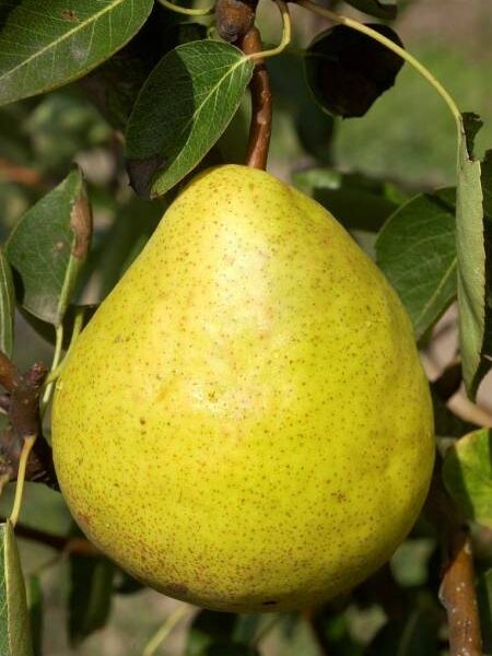 Pyrus communis 'Viljamovka' (Hruška)