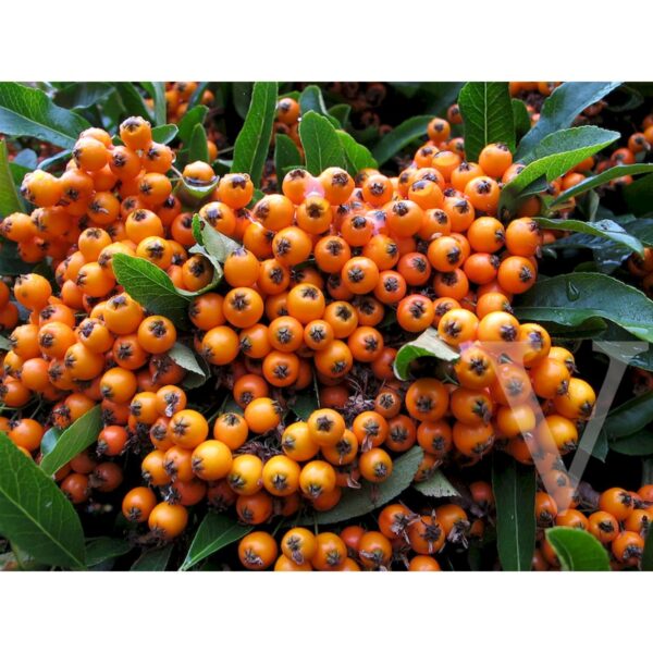Pyracantha hibrid 'Orange Glow' (Ognjeni trn)