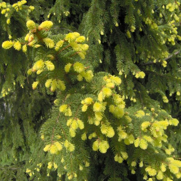 Picea abies 'Aurea' (Rumena smreka)