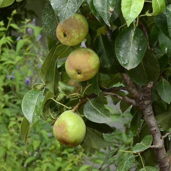 Pyrus communis 'Nana Garden Pearl (R))