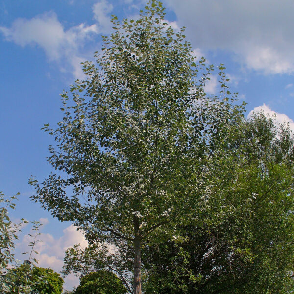 Populus alba (Bela topola)