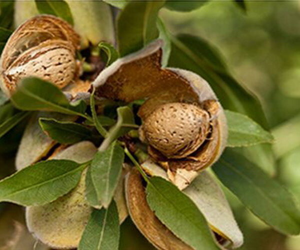 Prunus amygdalus 'Budatetenyi 70' (Mandljevec)