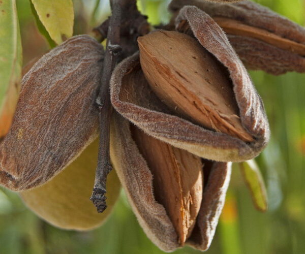 Prunus amygdalus 'Tetenyi kedvenc' (Mandljevec)