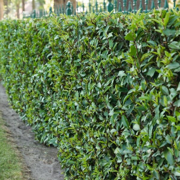 Prunus lusitanica `Angustifolia` (Portugalski lovorikovec)