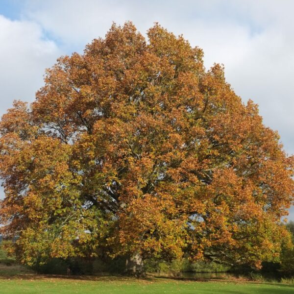Quercus frainetto (Panonski hrast)