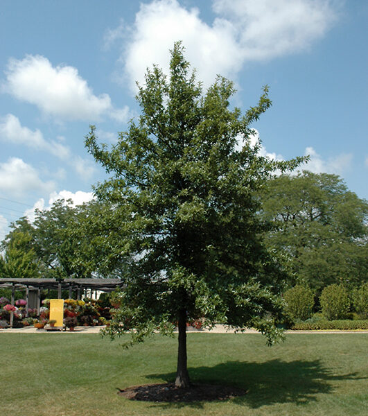 Quercus imbricaria (Hrast skodelar)