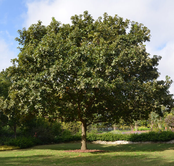 Quercus macrocarpa (Hrast)