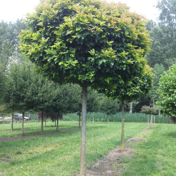 Quercus palustris 'Green Dwarf' (Okroglasti močvirski hrast)