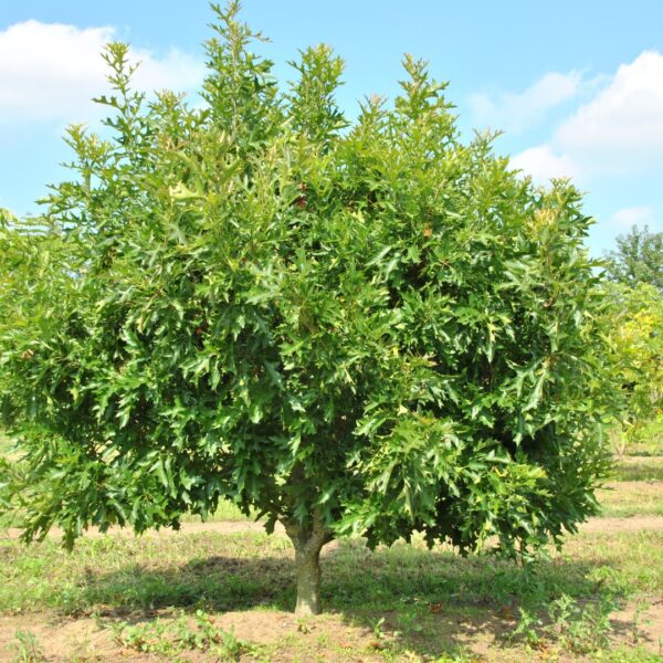 Quercus palustris 'Swamp Pygmy' (Močvirski hrast na steblu)
