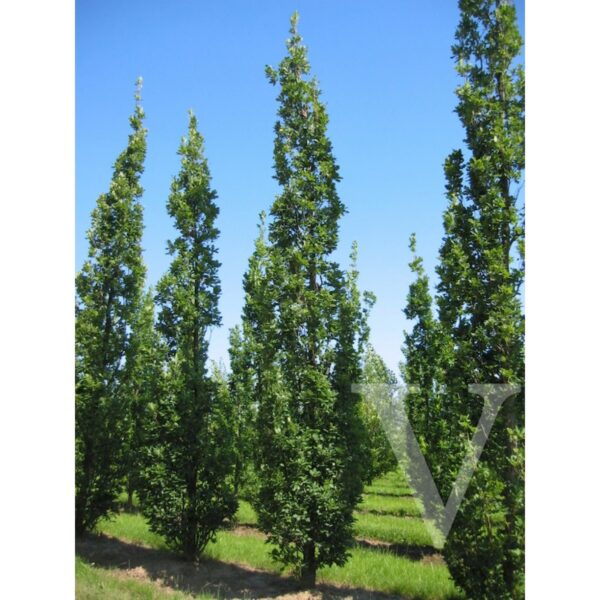Quercus robur 'Fastigiata Koster' (Stebrasti hrast DOB)