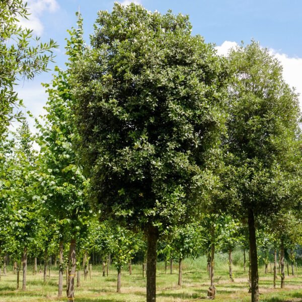 Quercus ilex (Črni hrast)
