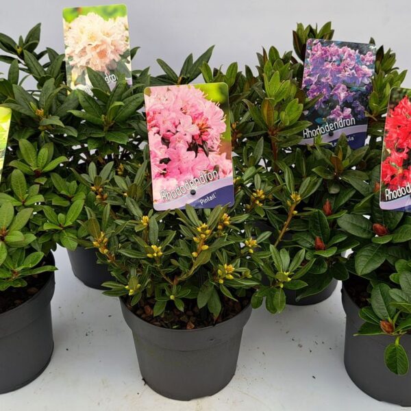 Rhododendron MIX (Rhodoendron)