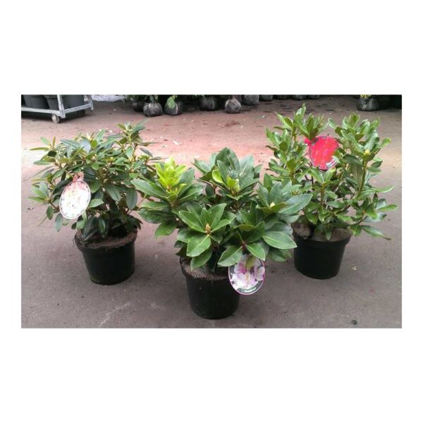 Rhododendron 'Belgian Hybrids ' MIX (Rododendron)
