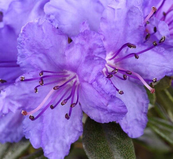 Rhododendron 'Blue Silver' (Rododendron)