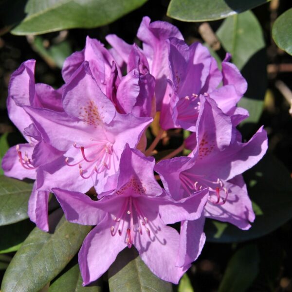 Rhododendron 'Catawbiense Boursault' (Rododendron)