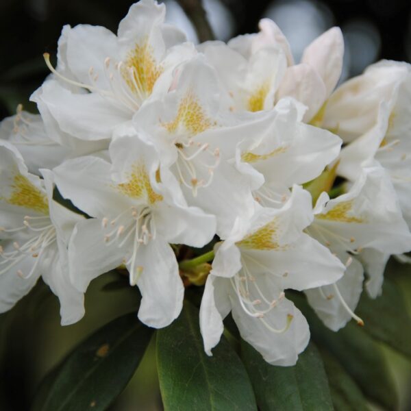 Rhododdendron 'Cunningham's White' (Rododendron)