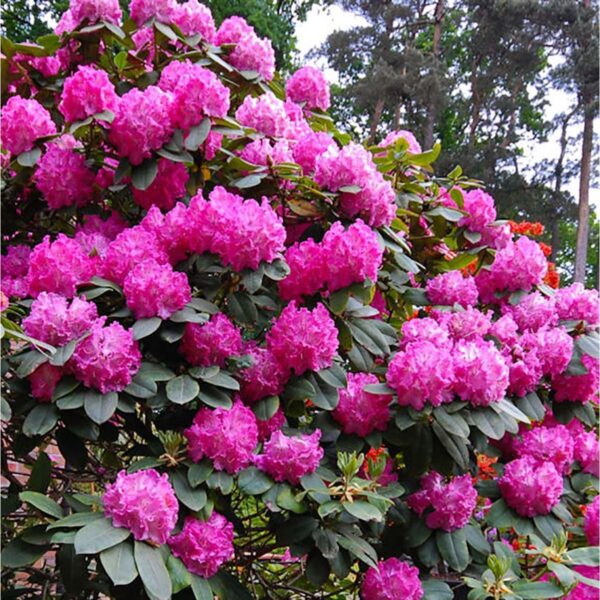 Rhododendron 'Germania' (Rododendron)